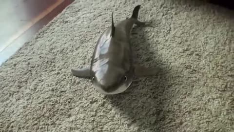 Cute shark