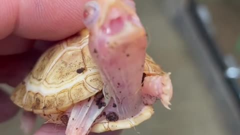 Tyson the Albino Eastern Box turtle!