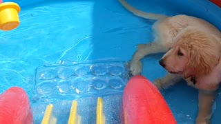 Puppy and baby chill out in the pool