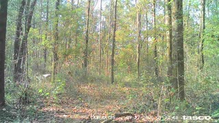 Trail Camera 2