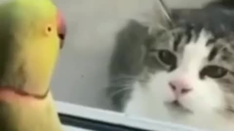 Peek A Boo - Parrot and cat having fun with each other•