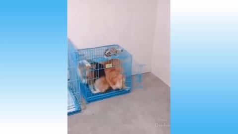 DOG AND CAT FUNNY VIDEOS