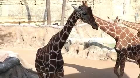 Cosmo, Alan, and Brayden are enjoying some special World Giraffe Day enrichment! 🦒🦒🦒