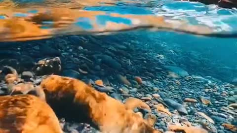 Crystal clear Alaskan water
