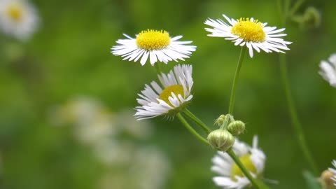 Nature Video Footage culturing a chamomile flower plant |