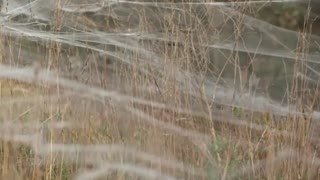 Spiders swarm to safety in south Australia