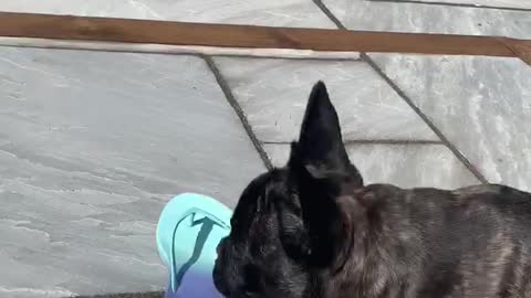 Hilarious french bulldog tells broom off