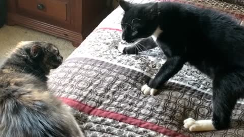 Cats Have Cross Conversation on Comforter