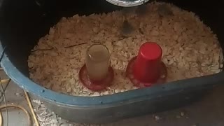 Chicks in a brooder part 6