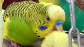 cute budgie birds