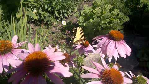 Amazing Nature: Raggeddy Swallowtail