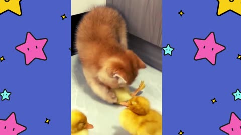 Adorable Kitten Hilariously Attempting To Rescue Duckling!