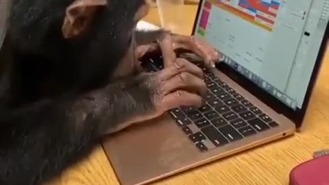 Monkey better than human in computer science 🤣