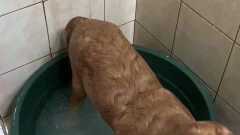 Doggy Turns Bath Into Swimming Pool