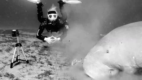 Dinnertime for a beautiful dugong, otherwise known as a sea cow