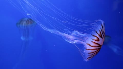 Jellyfish ( the animal world )