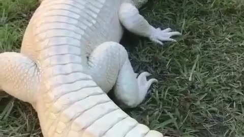 Albino crocodile 🐊