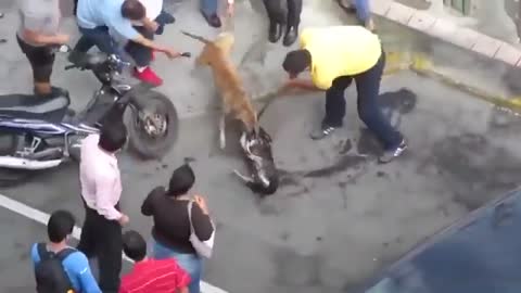 Most dangerous dog fight in the world