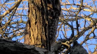 Great horned owl in lakeshore March 20