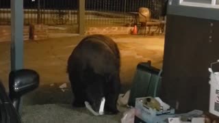 Hotel Guest Unknowingly Walks Right Next to Bear Digging Through Garbage
