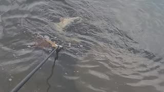 Dave Catching His 1st River Carp On The River Trent