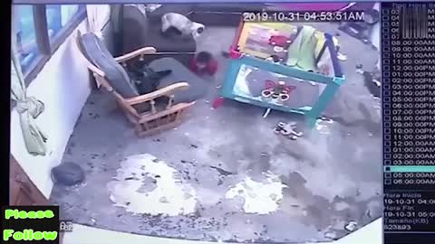 Cat Saves Toddler From Falling Down Stairs