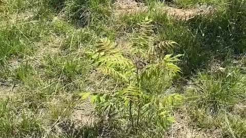 Small sapling surrounded by big trees