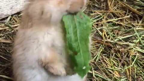 Adorable Rabbit Eats His Greens