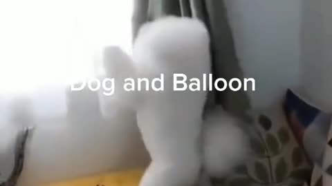 Funny dog play with balloon