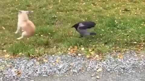 Funny video. The crow bites the poor dog