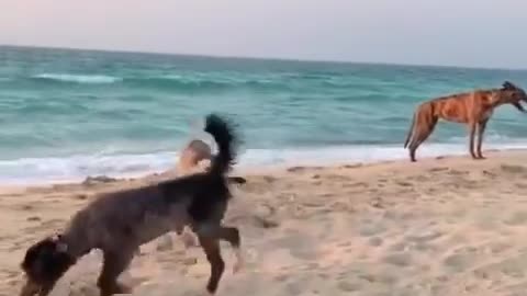 Dogs Gang Playing on Beach near Burj Al Arab Hotel😍