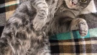 Grey cat getting belly rub by owner