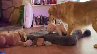 Dog Playing With New Puppy