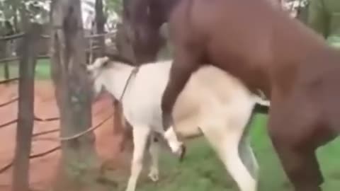 Big horse Mating With Small Donkey