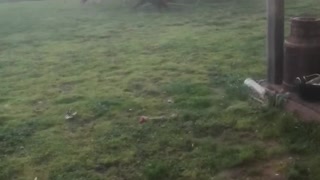 Sheep Rounding up Dogs