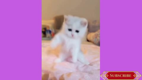 FUN VIDEOS OF FUNNY DOGS AND CATS, Dog and Cat Go Viralize on the Internet