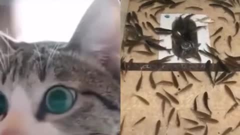 Cat and fish funny video toilet