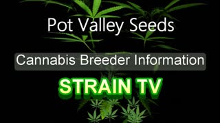 Pot Valley Seeds - Cannabis Strain Series - STRAIN TV