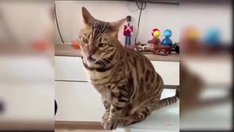 funny cats Change your Mind 2021😍