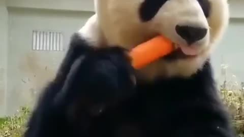 Panda eat
