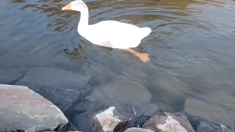 Duck Swimming Video By Kingdom of Awais