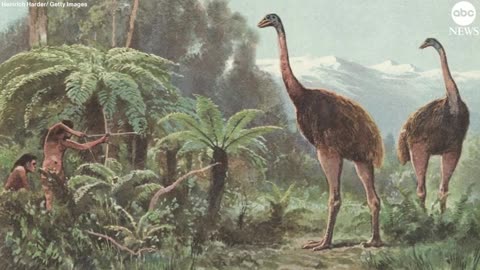 Reconstructed DNA of ancient bird could change how scientists study extinct species ABC News