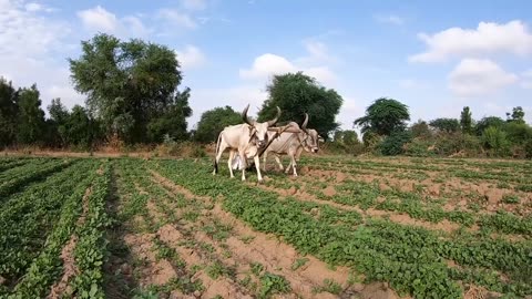 Indian Village Farm Free Stock Video | Indin Farm traditional farming through