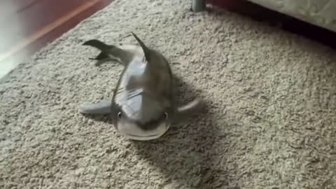 Funny baby shark