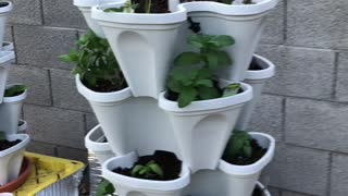 Hydroponics Gardening in Arizona Day 1