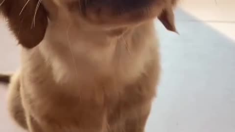 Dog can speak listen
