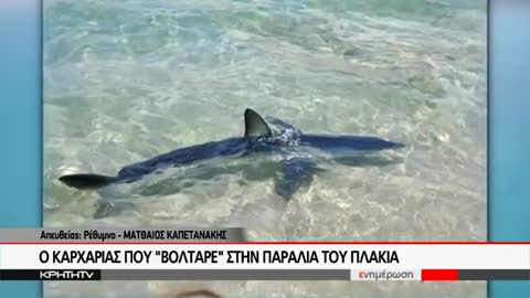 ΚΡΗΤΗ TV : Ο ΚΑΡΧΑΡΙΑΣ ΠΟΥ "ΒΟΛΤΑΡΕ" ΣΤΗΝ ΠΑΡΑΛΙΑ ΤΟΥ ΠΛΑΚΙΑ