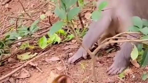 Cute and funny baby monkeys playing with careful mothers