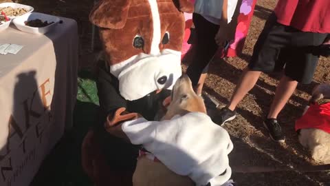 Friendly Pooch Enjoys Relaxing Massage From A Dog Mascot
