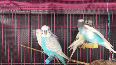 Talking Parrot - Funny Birds Talk Pets